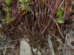 Cheilanthes sieberi subsp. sieberi. Scales on the bases of the red-brown stipes.
 Image: L.R. Perrie © Leon Perrie CC BY-NC 3.0 NZ